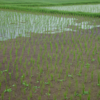 Photo de Bali - Balade, Garuda et spectacle